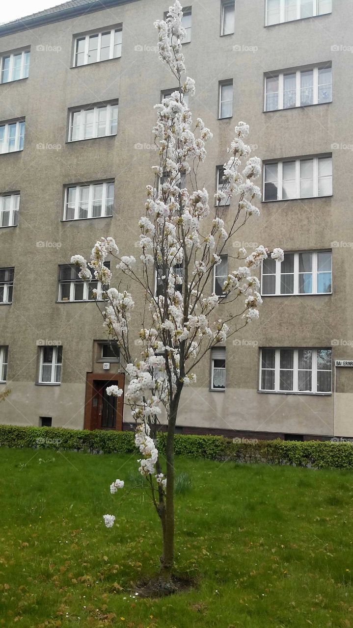 A touch of spring in urban Berlin
