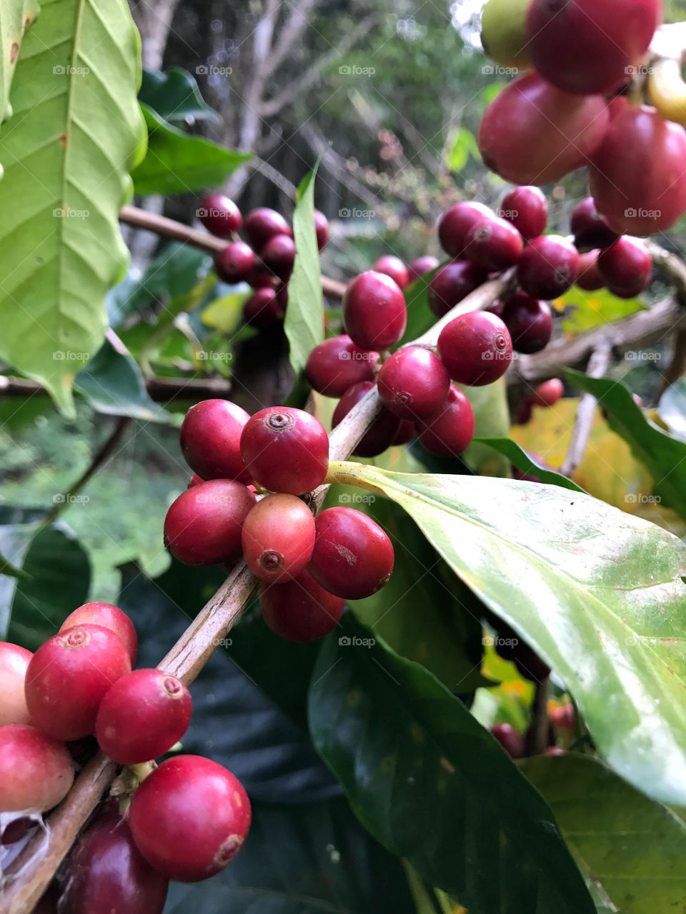 Cherry before becomes coffee bean in Thailand