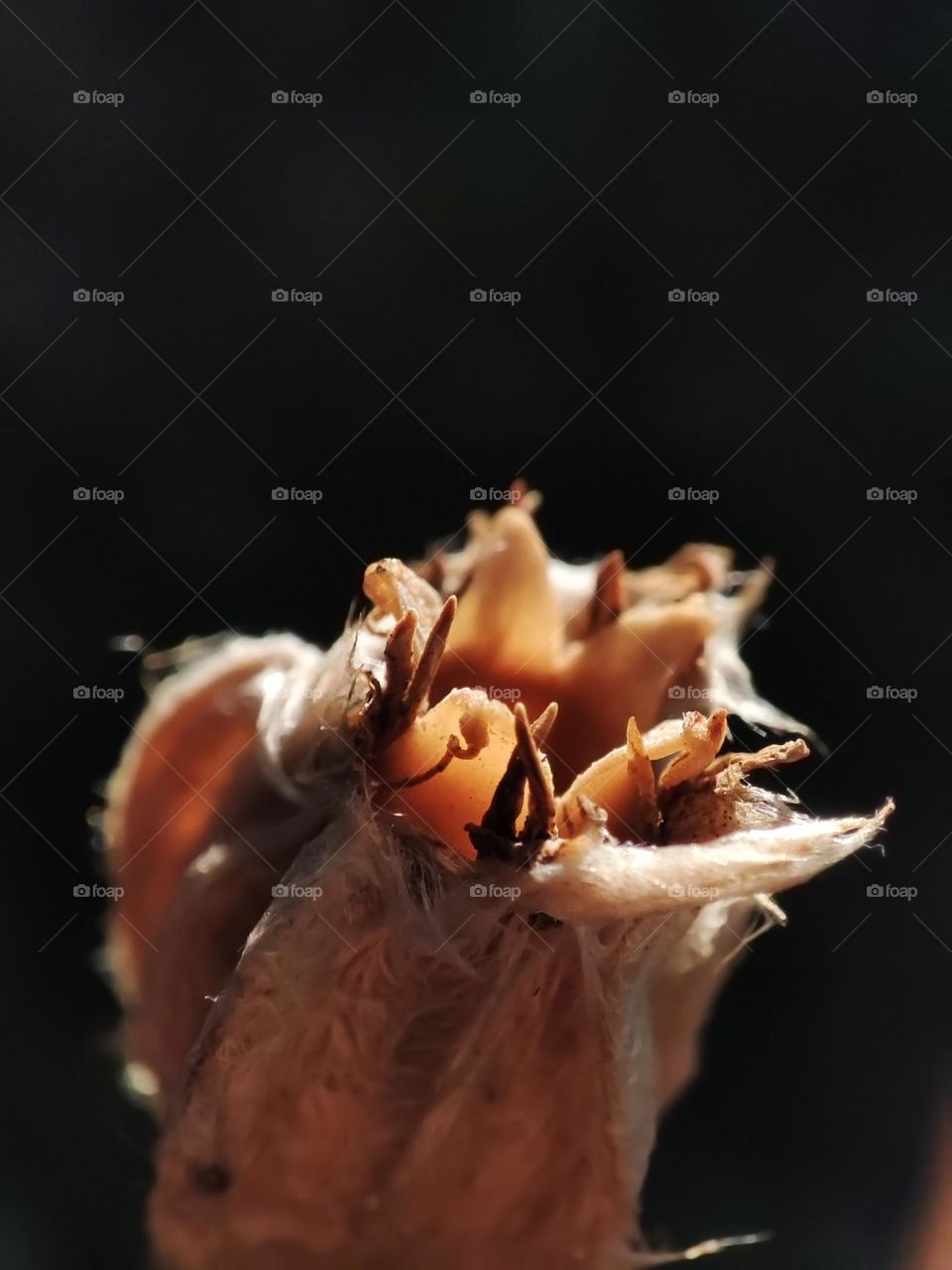 Macro photo of a flower growing in the garden