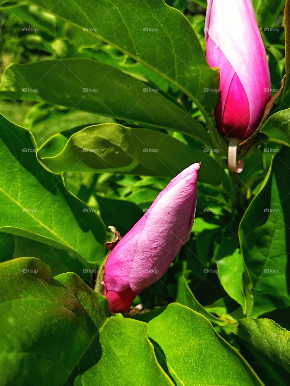 Magnolia Buds
