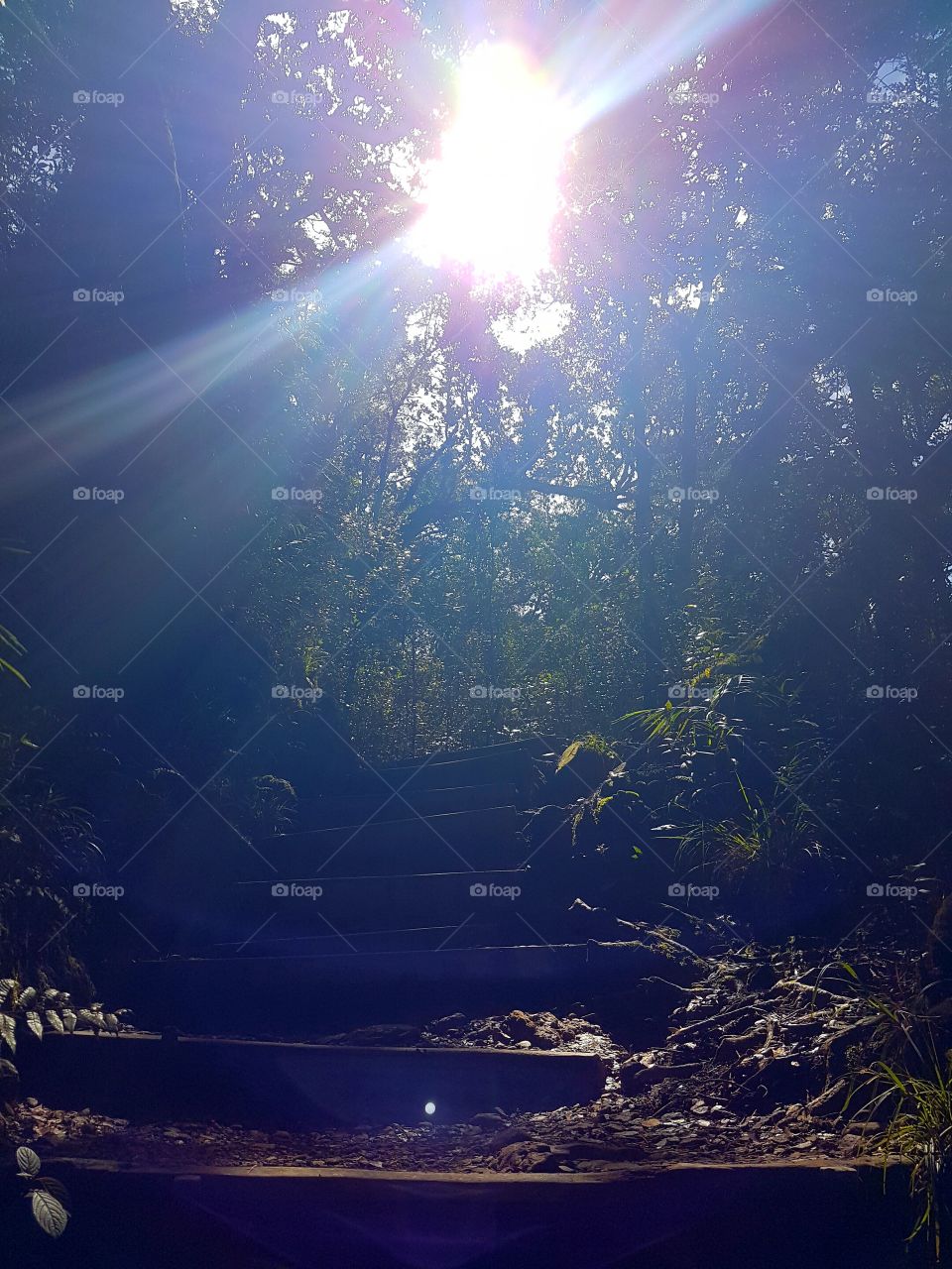 Sunlight through the branches