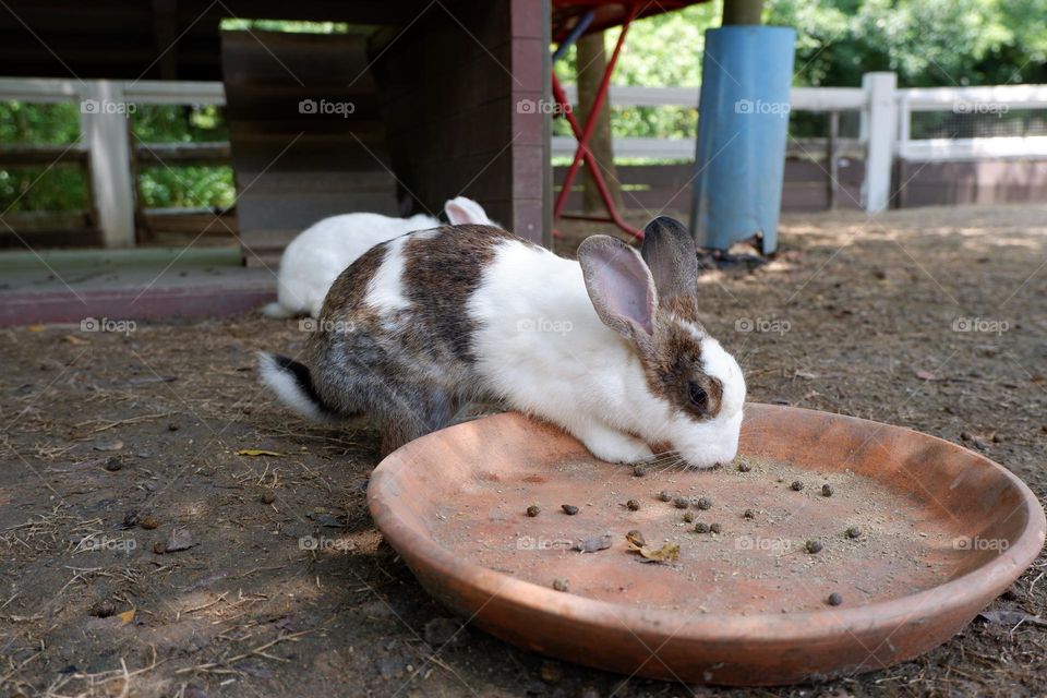 The activities of the rabbit and his friends include eating, walking.