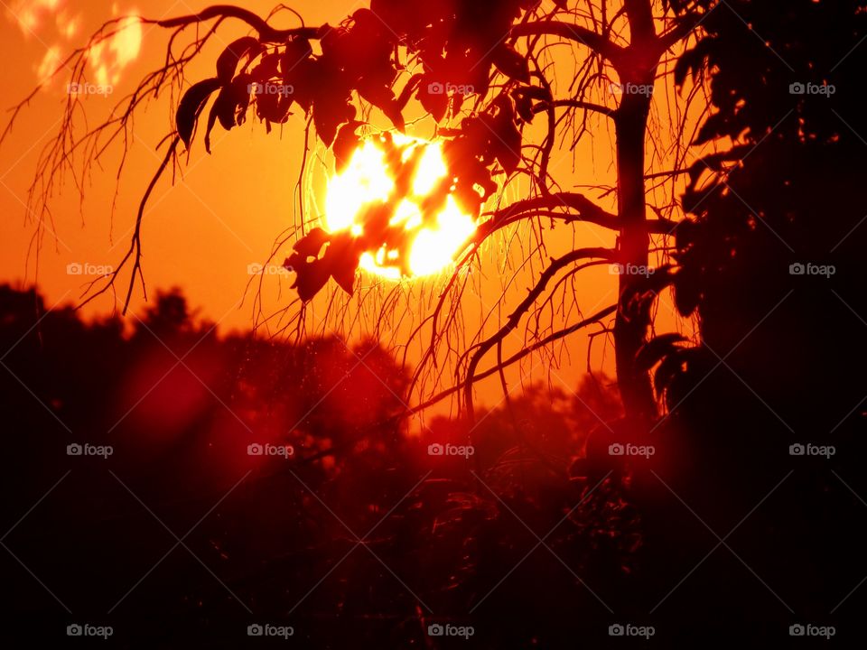 Sunset behind the beautiful tree