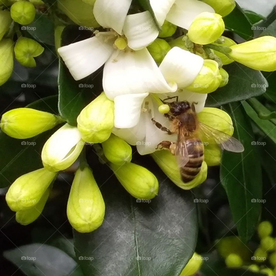 honeybee on white Mock Orange flowers