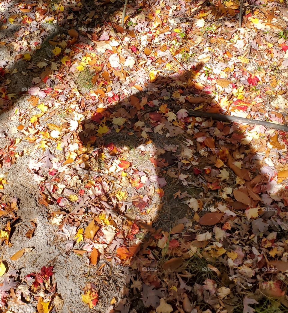 Horseback riding in the Fall