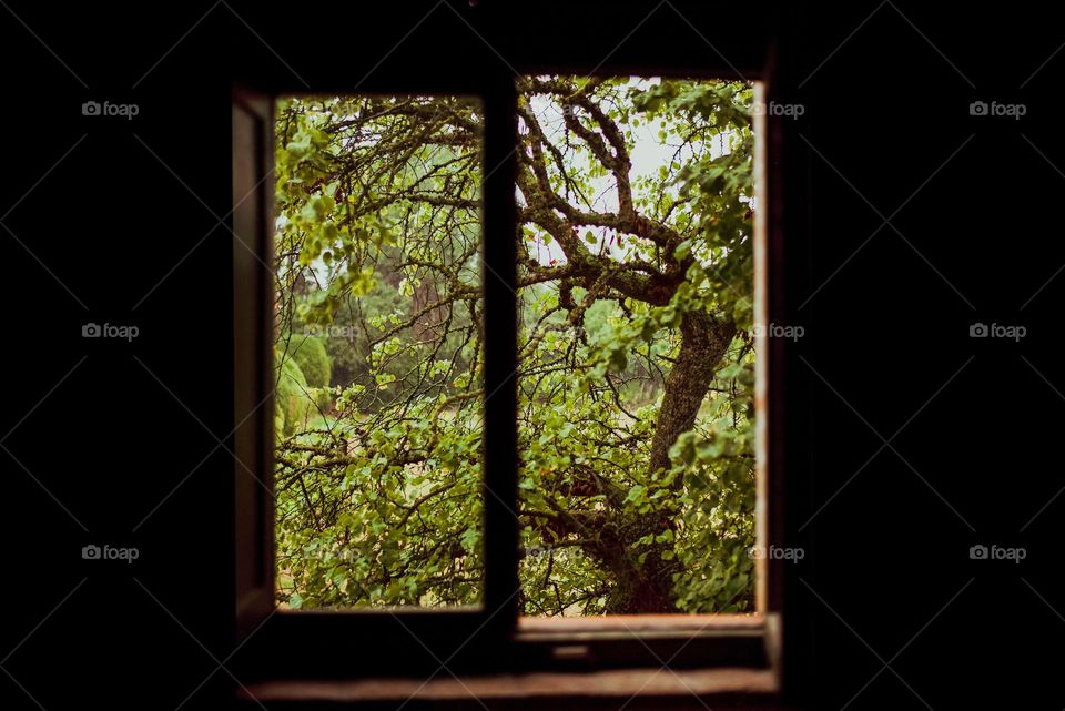 Window of nature