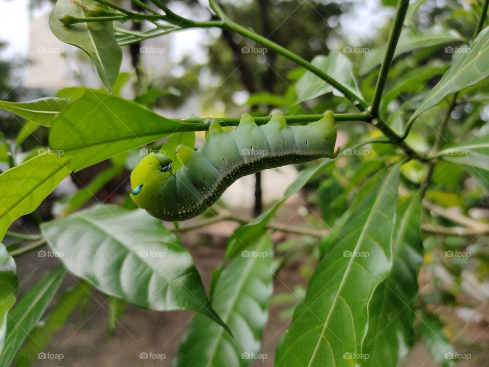 Bug hanging on a plant
