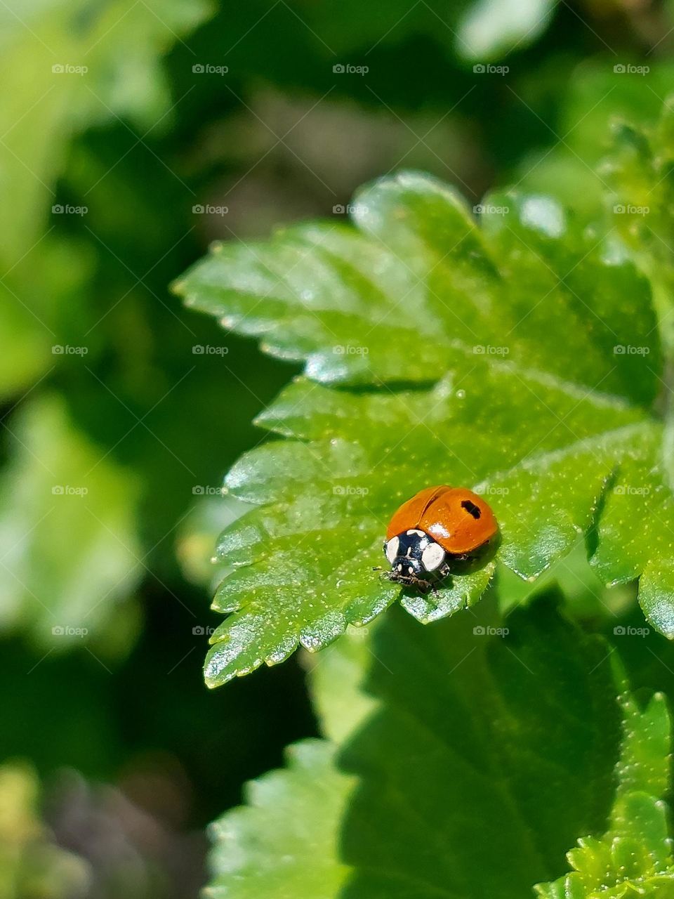 ladybug