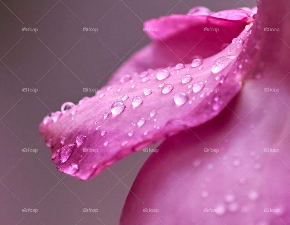 Allamanda petals - Rain drops