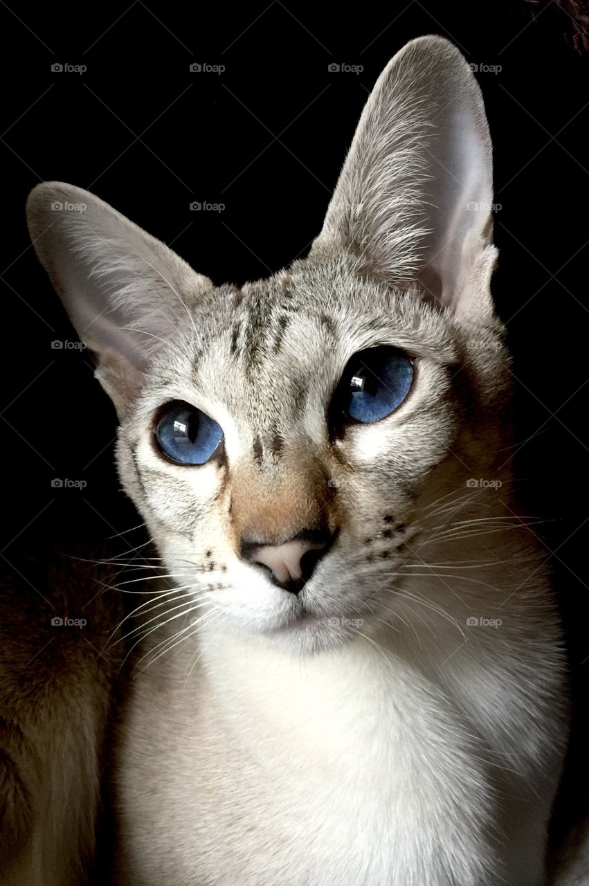 Blue eyed Siamese cat.