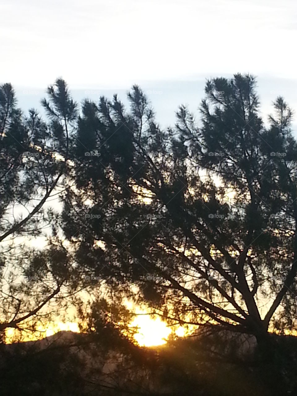 through the tree's. perris sunset