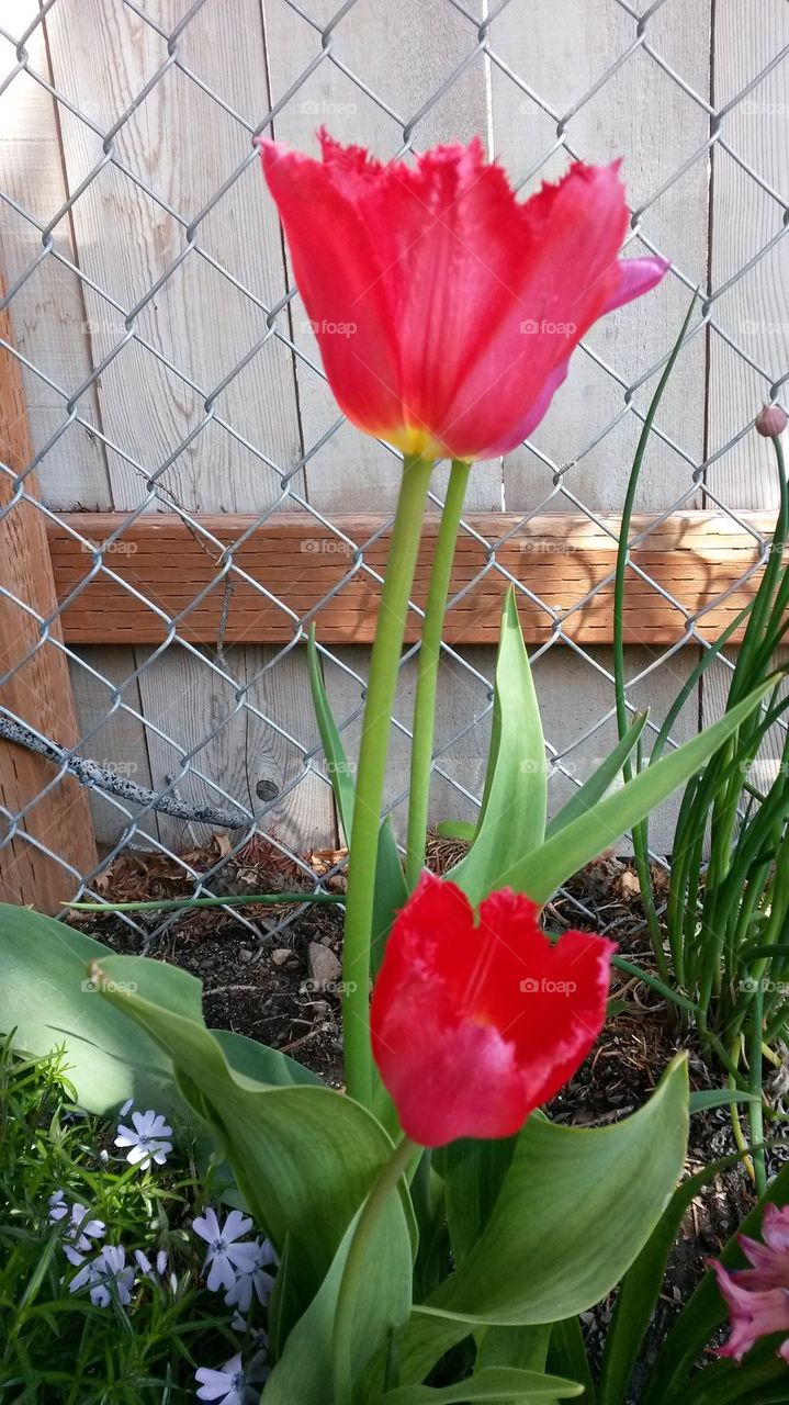 my tulips