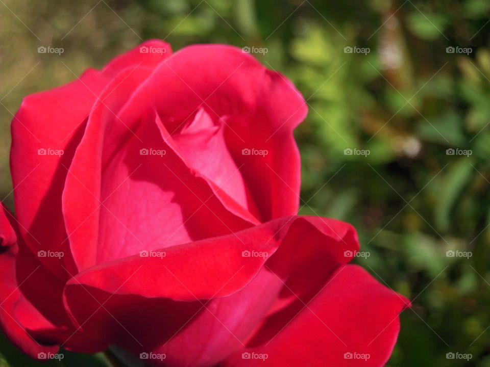 Sharp red rose purity