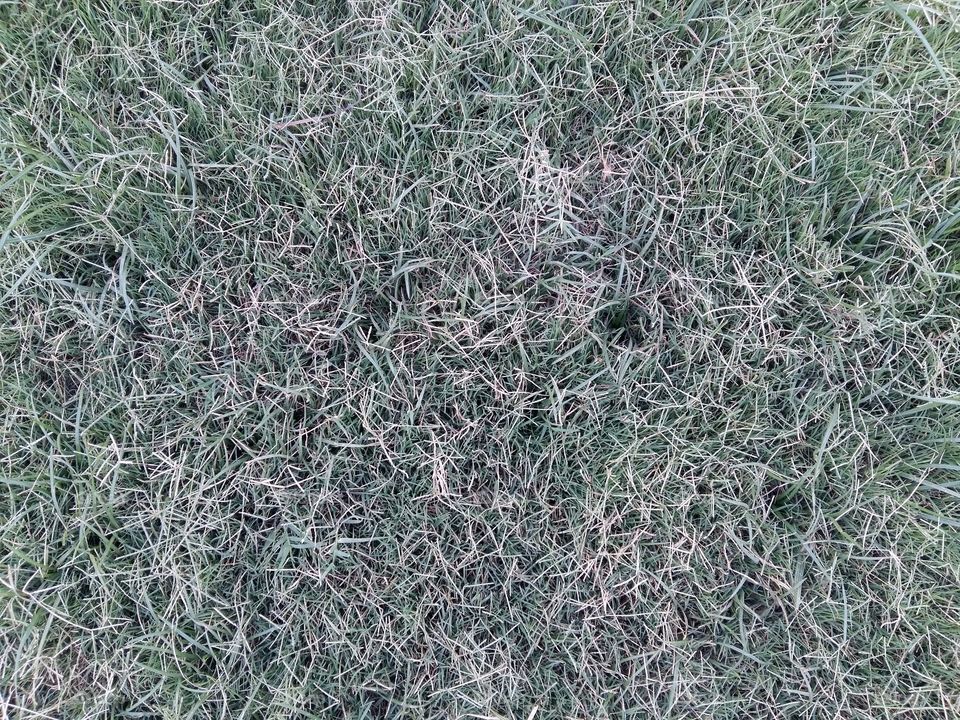 Desktop, Texture, Pattern, Abstract, Grass