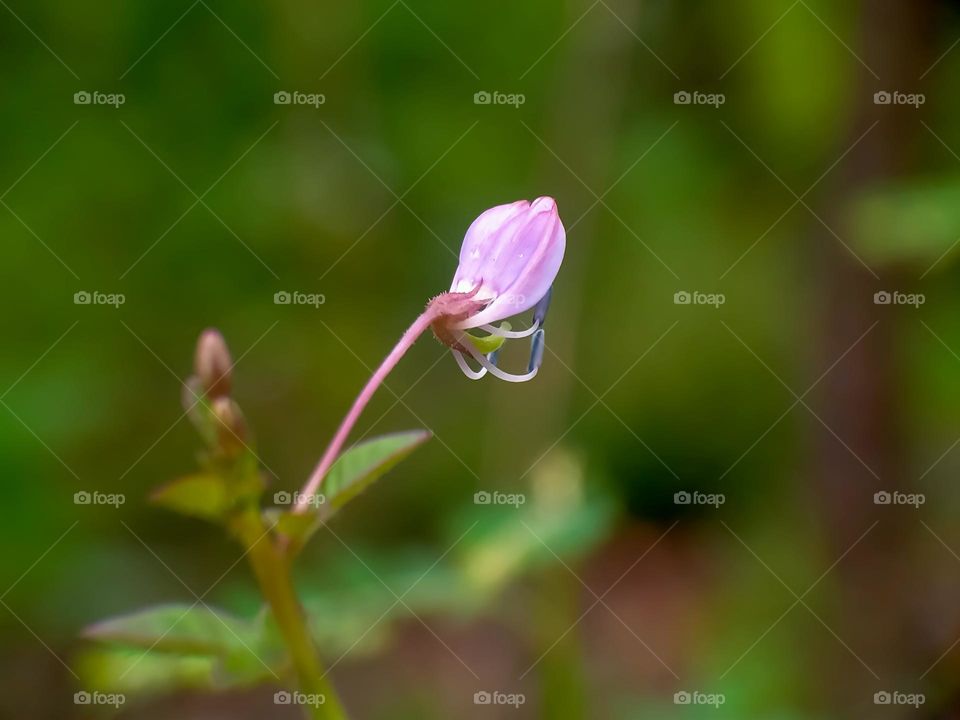 Closeup of a plant - a sprig of pink wildflower.