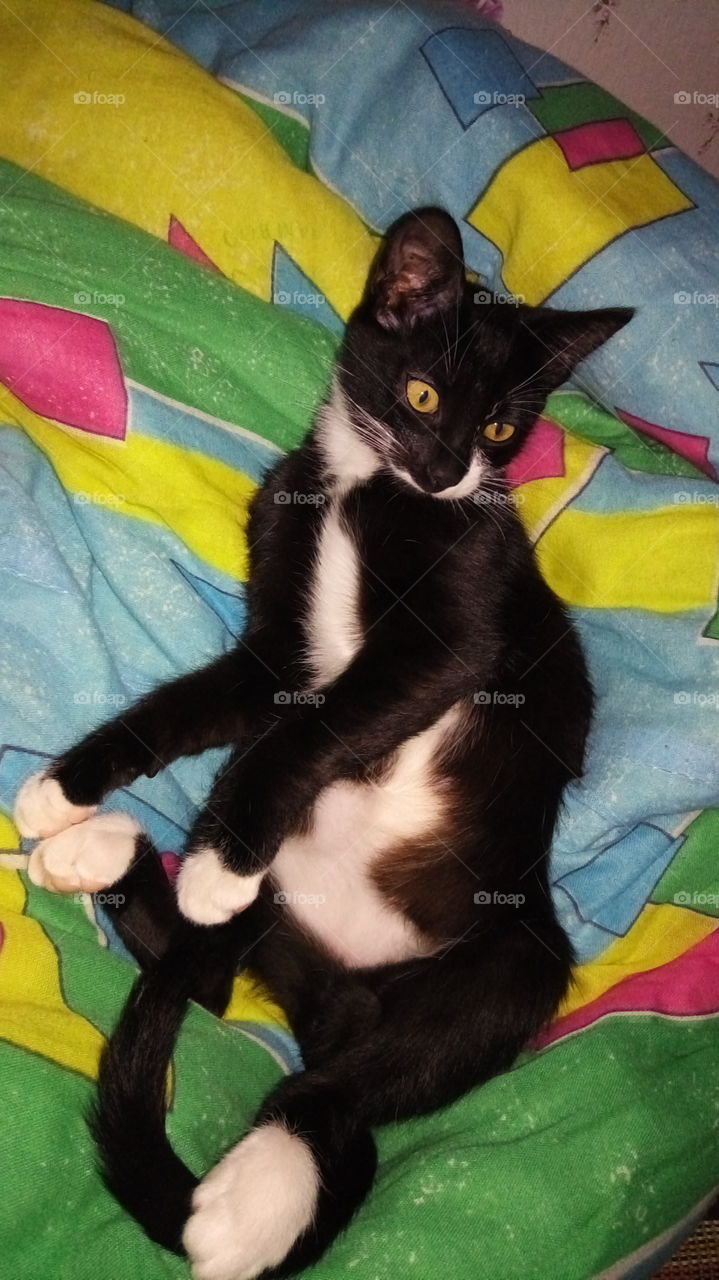 кошка.животные.