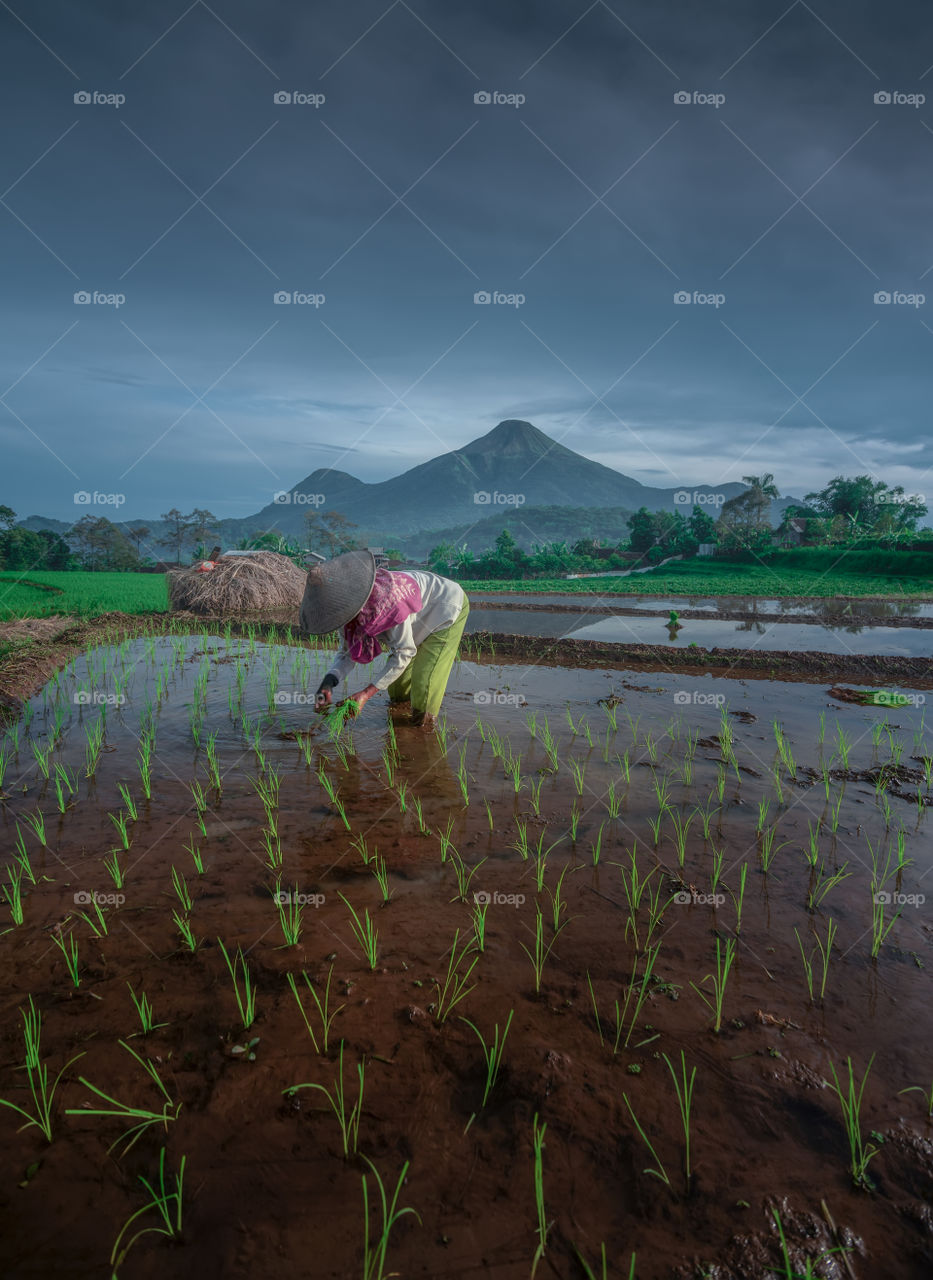 farmer activity in farm field during cloudy morning