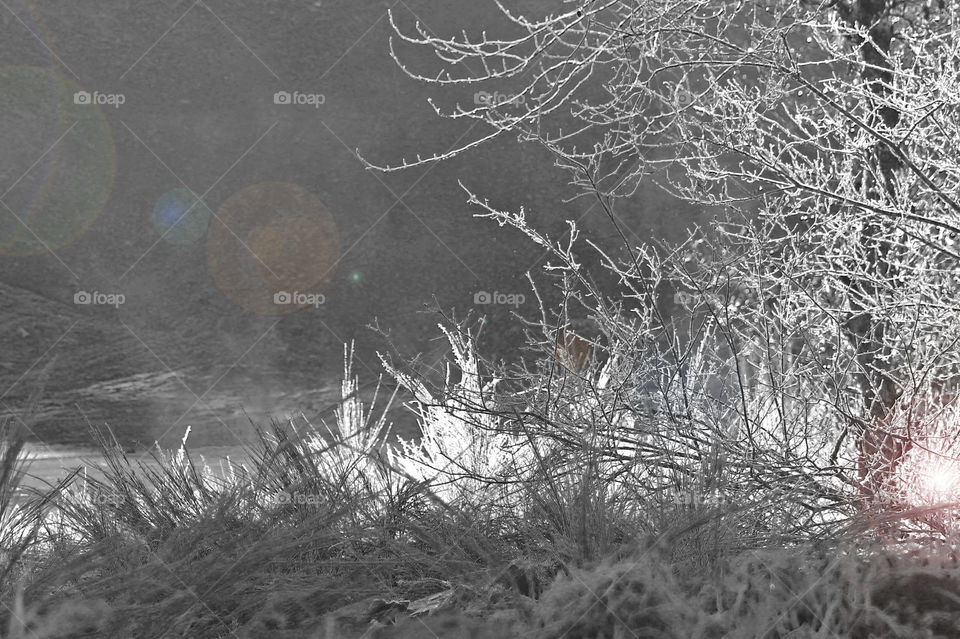 Ive been experimenting with light, colours, filters, textures & effects. This is a black & white shot of some frosted branches & plants beginning to melt in the rising sun. I applied multiple filters & effects to really play up the light. Lens flash.
