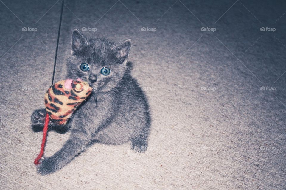 Close-up of cat playing with toy