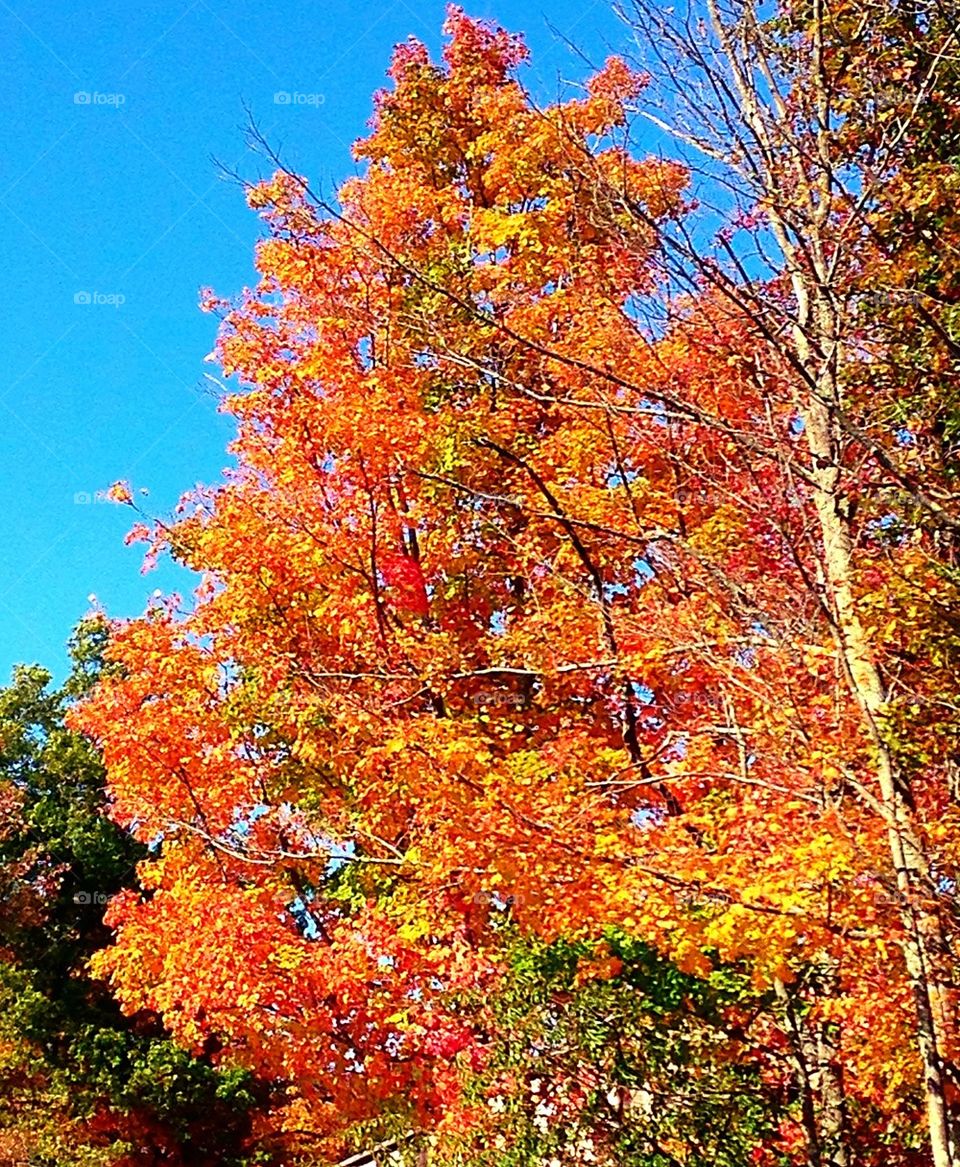 New England autumn