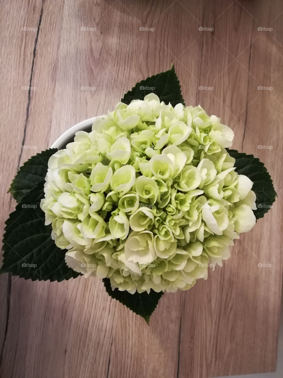 Flower on table