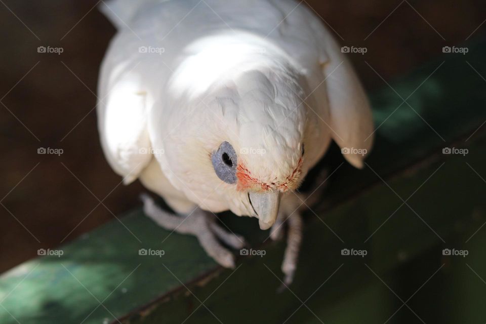 A little corella staring around curiously and mischievously with a skeptic look in his eye