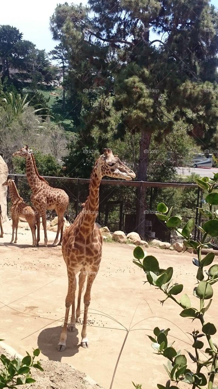 Giraffes left and right.