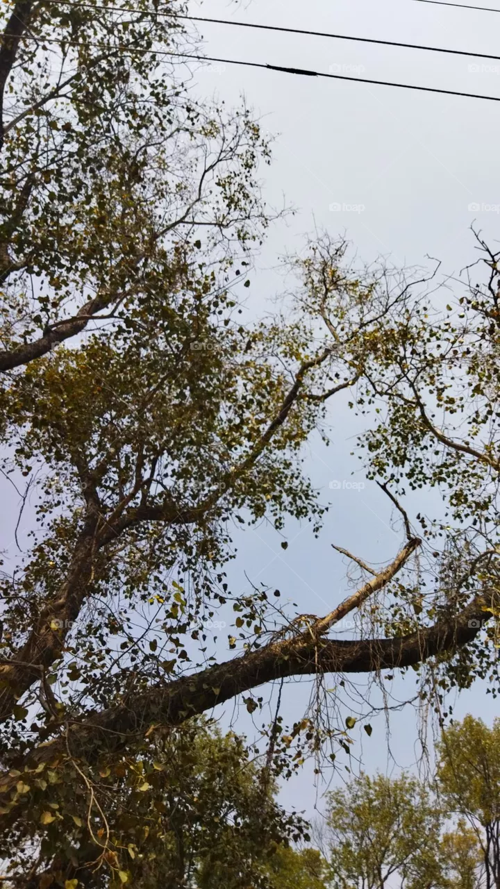 treee