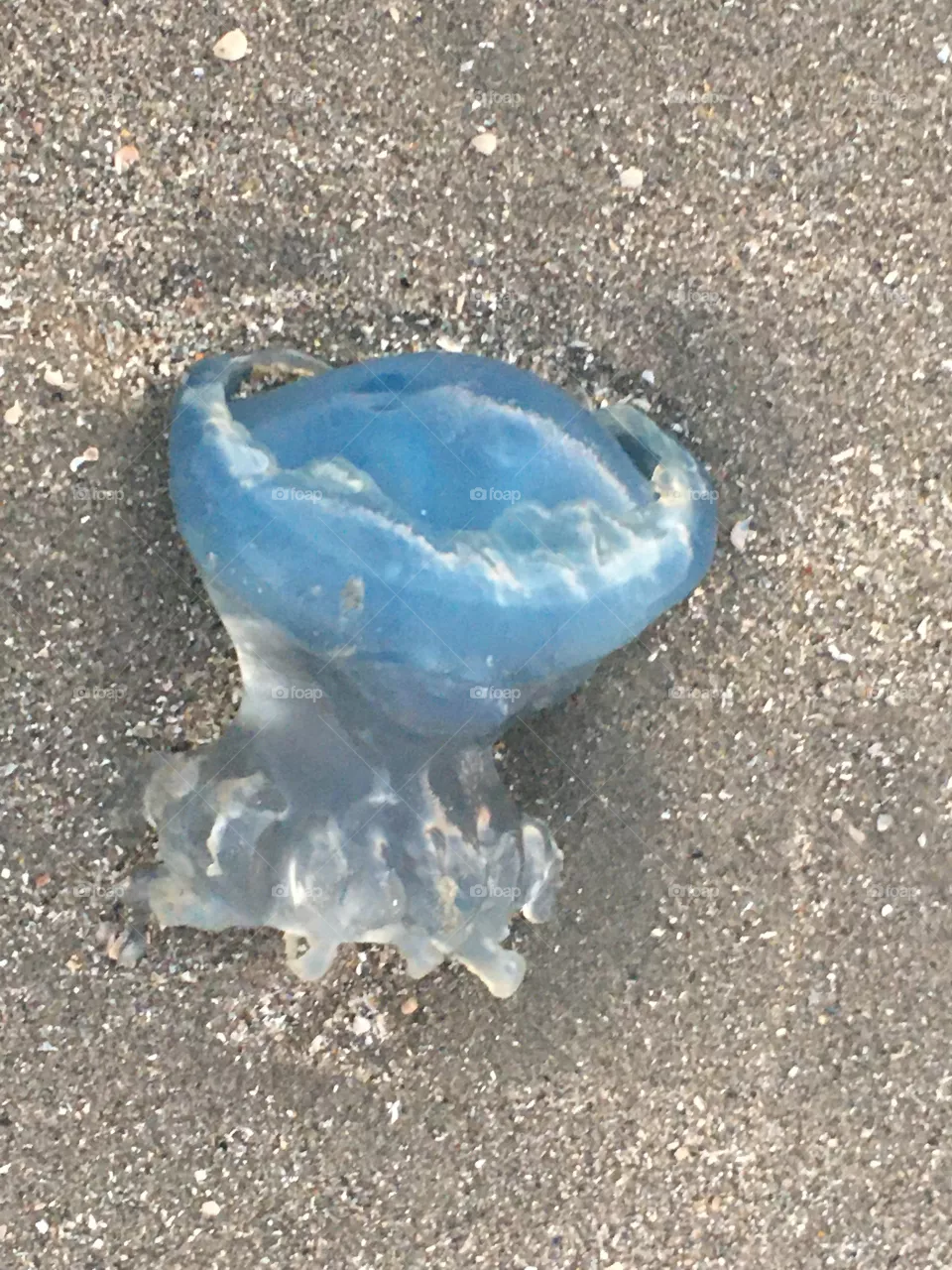 dead jellyfish along the sea netherlands 