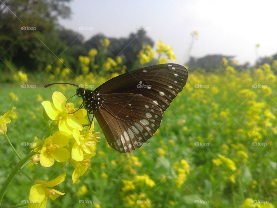 Black butter fly
