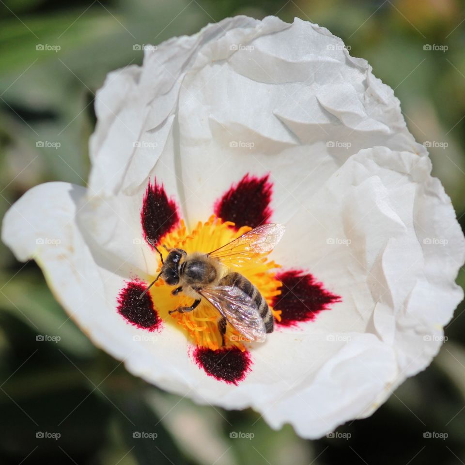 Bee closeup on flower