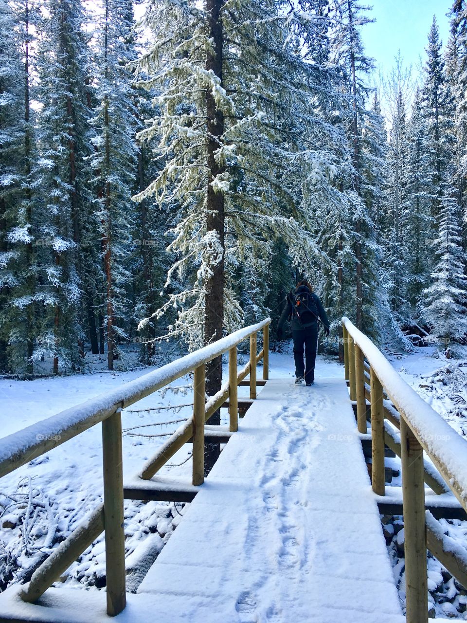 Bridge to the forest