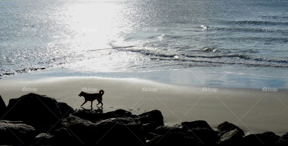 dog on beach