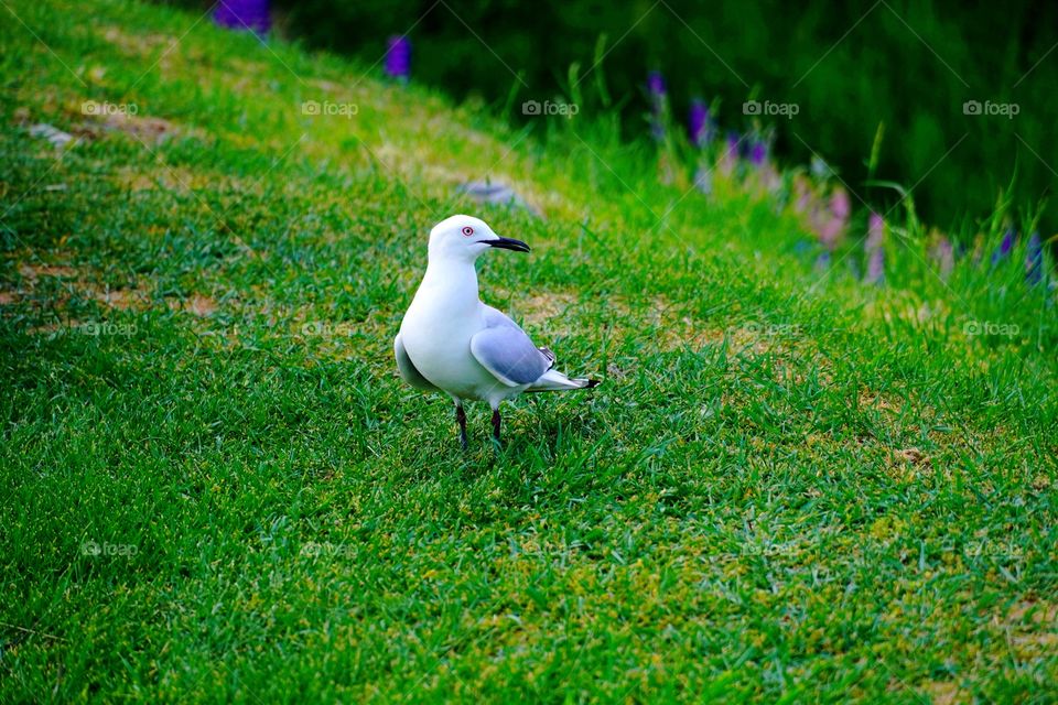 Black-billed Gull