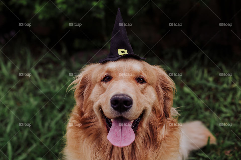 Wizard golden retriever