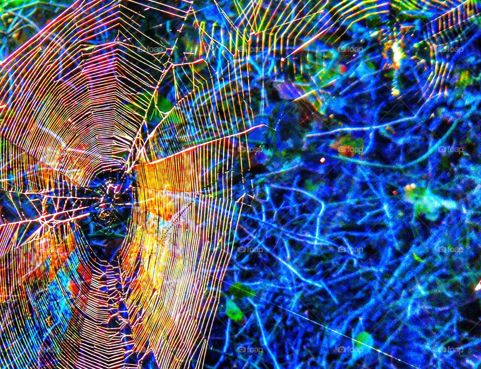 Sunlit spider web. Sunlit spider web