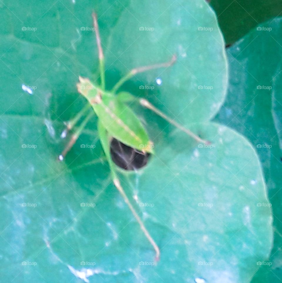 green insect on green