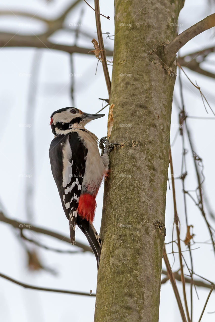Large spotted woodpecker (Dendrocopus major, Aves) looking for food under the bark of a thick branch in winter