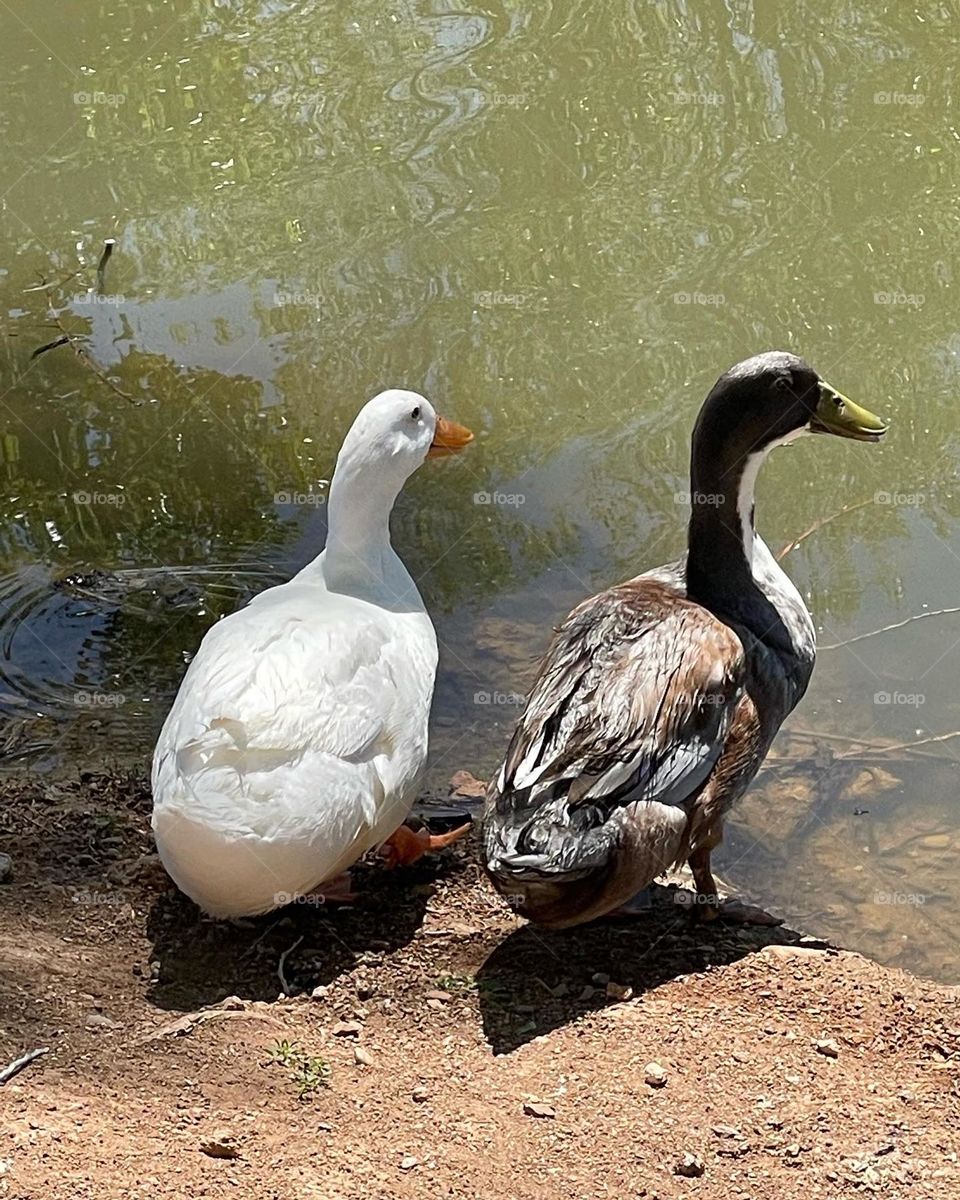 Enjoying their life’s 