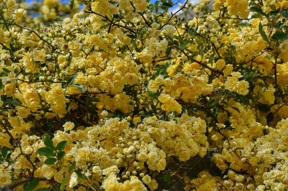 Yellow...