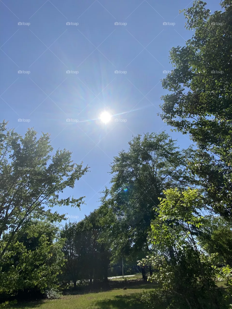 Sunny day 