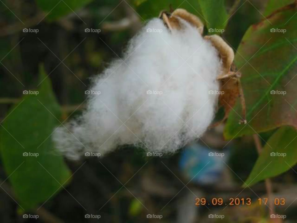 algodão esperando para ser colhido