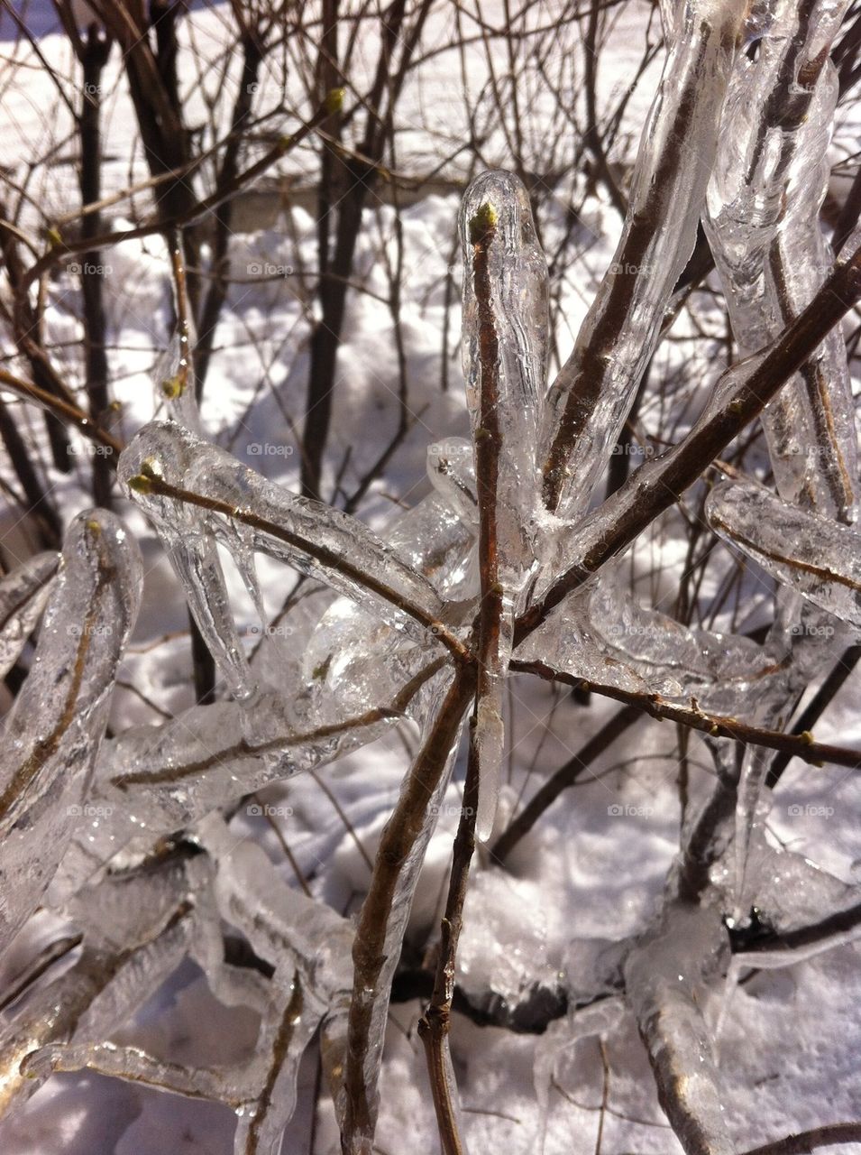 Frozen tree