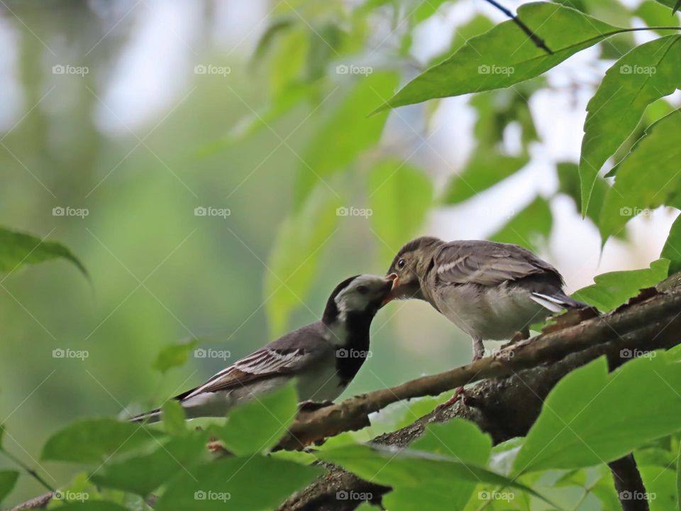 Feeding the chick