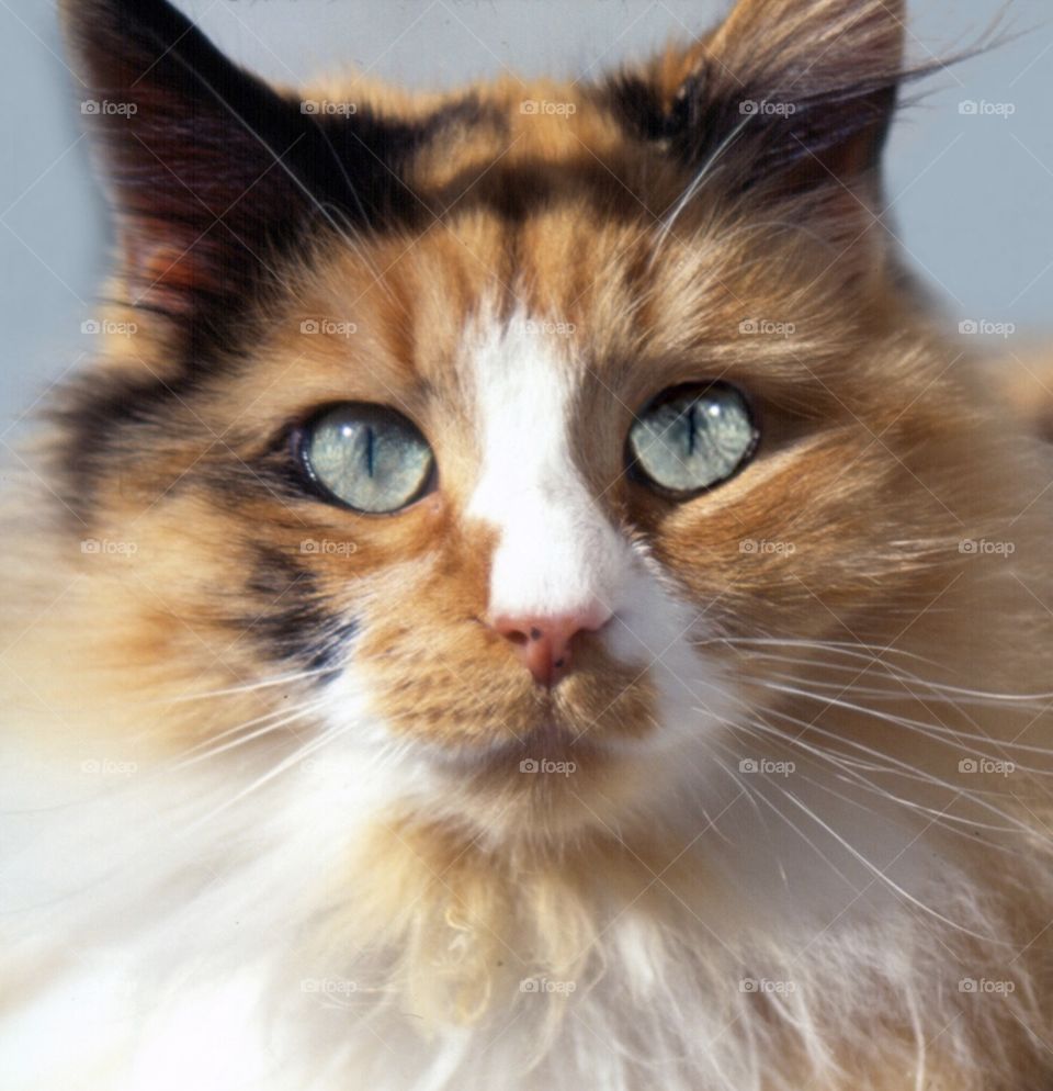 Longhair calico cat with beautiful eyes, close up 
