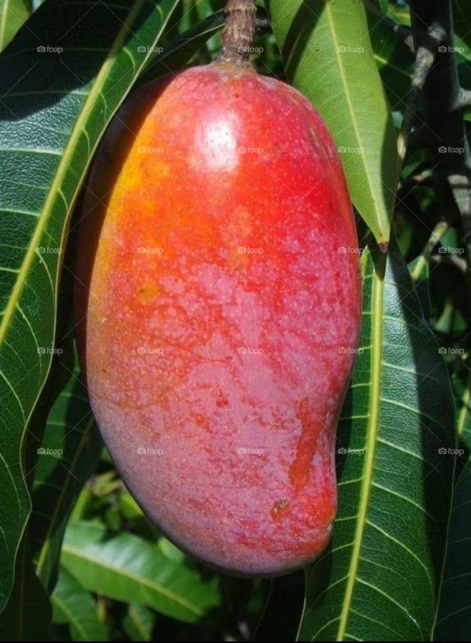 Delicious Mango