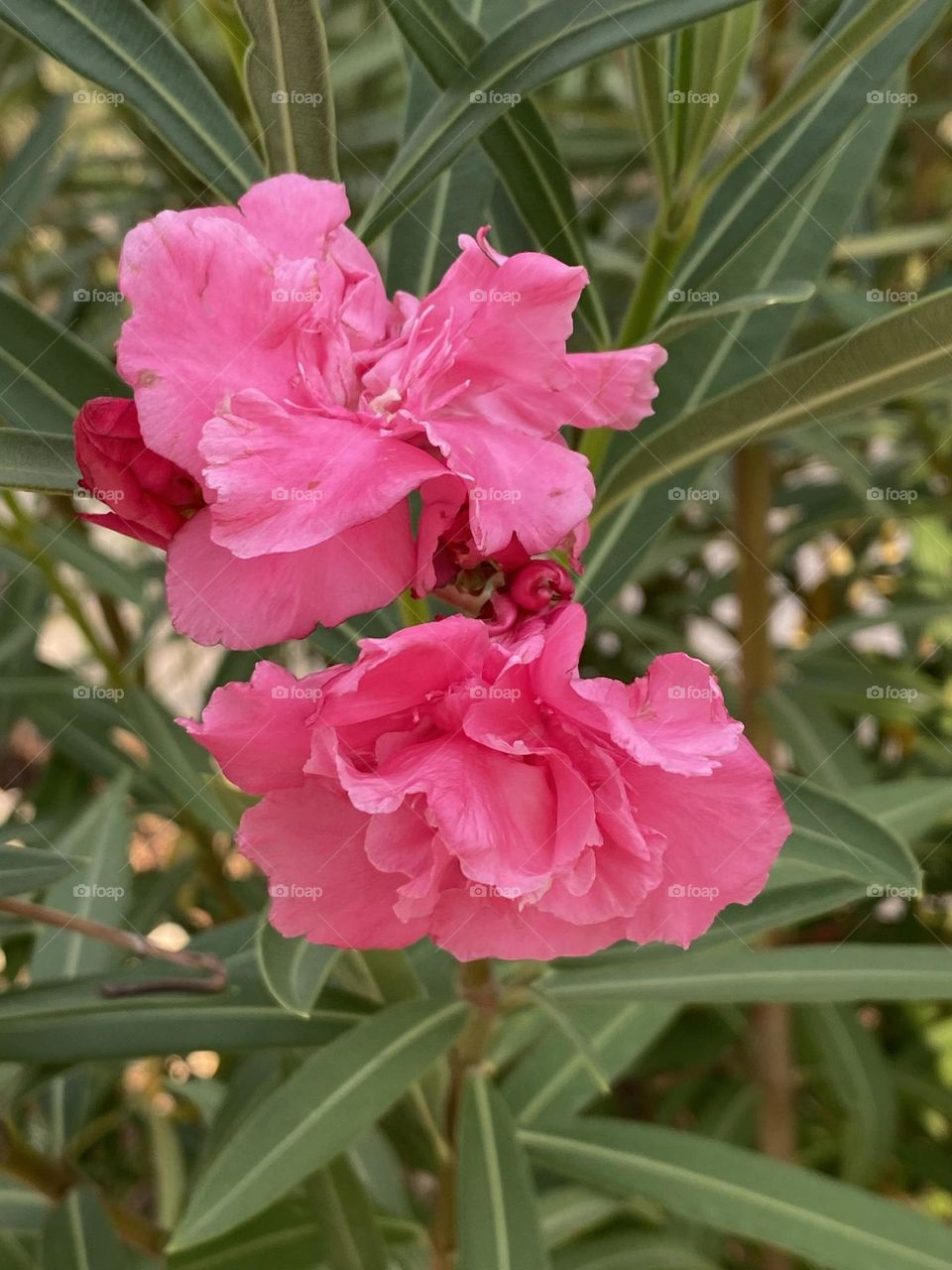 Beautiful pink flowers 