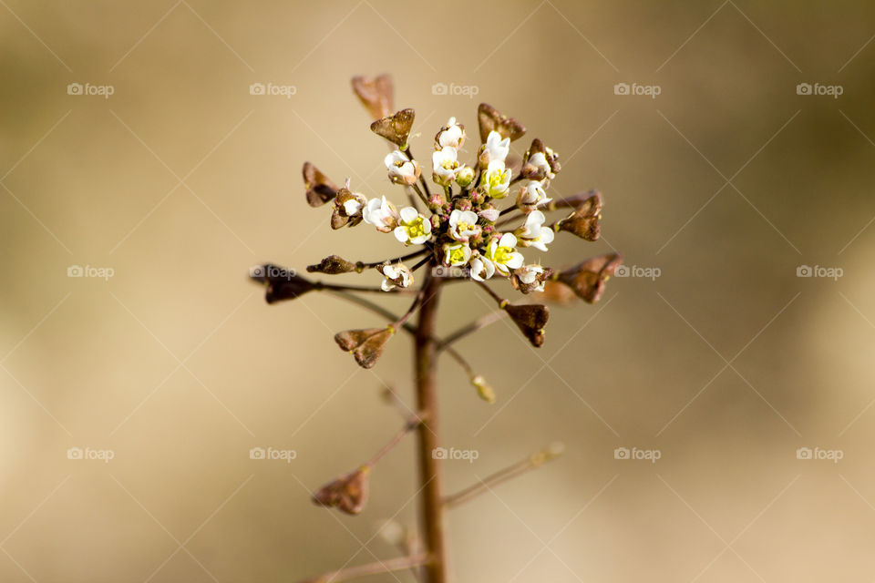 Close-up of flowers