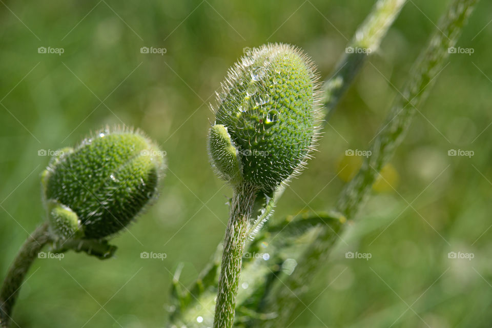 green plant