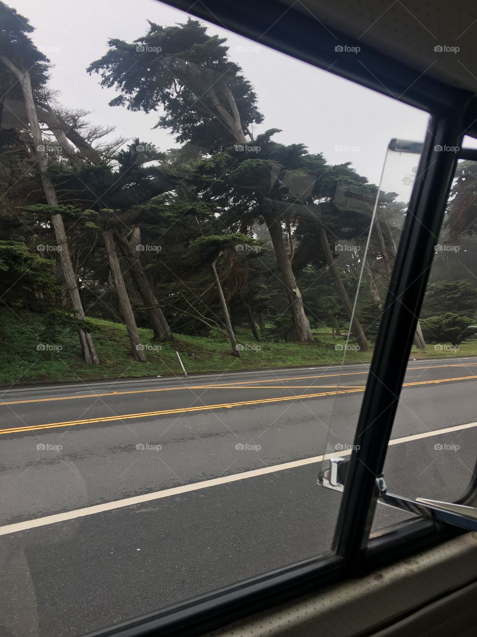 View from our bus tour in San Francisco! I though the angle of the trees was cool!